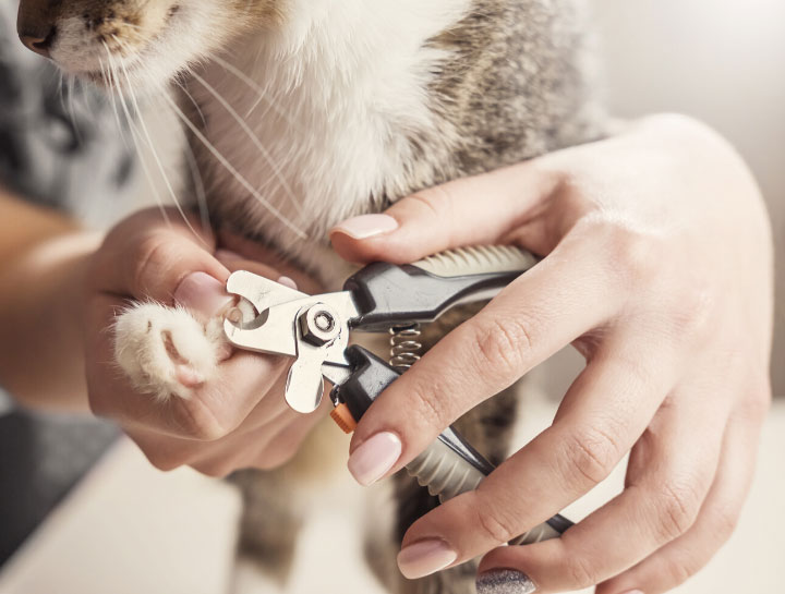 Video: Wrapping Your Cat