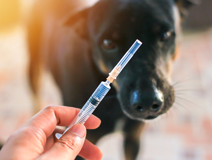 Insulin pen hotsell for dogs