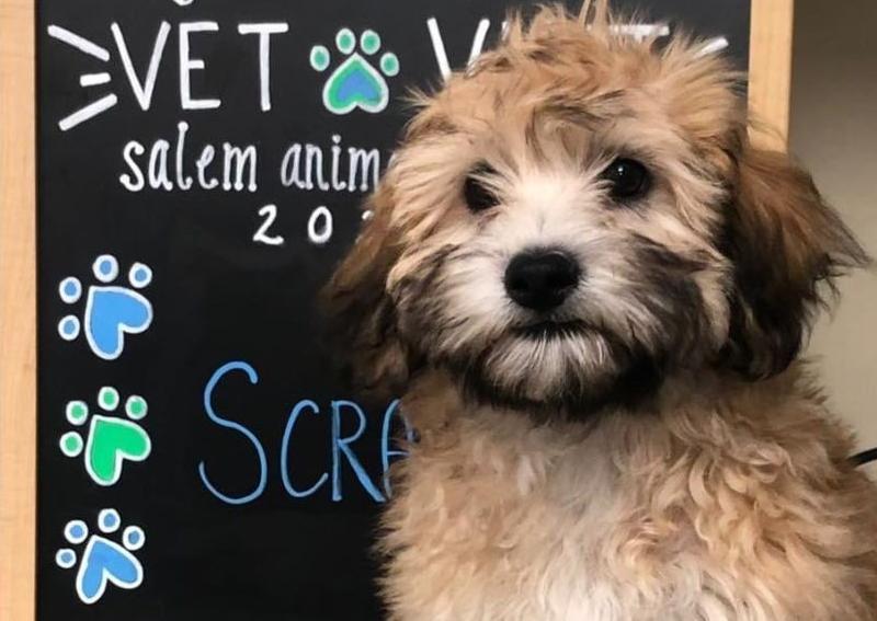 Dog Veterinary Care, Salem