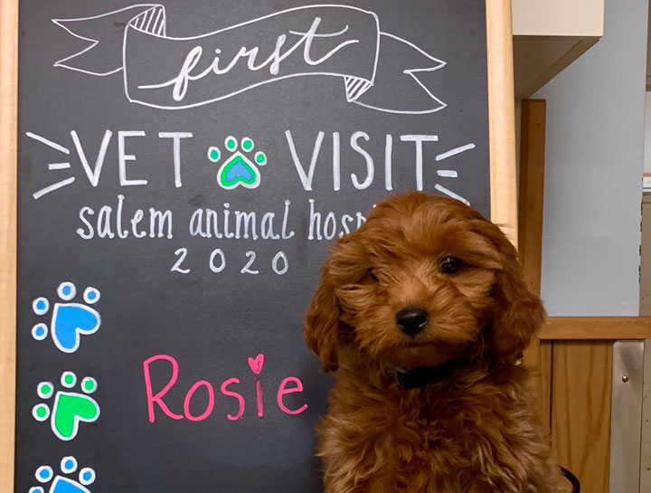 Puppy Care